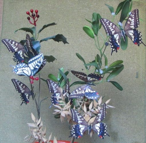 Papilio hippocrates - immagine 3