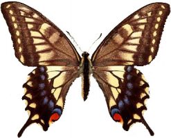 Papilio hippocrates