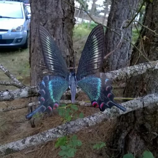 Papilio maackii Maschio - immagine 3