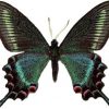 Papilio maackii Maschio