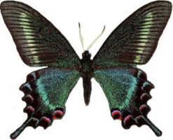 Papilio maackii Maschio