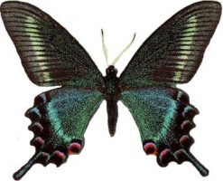 Papilio maackii Maschio