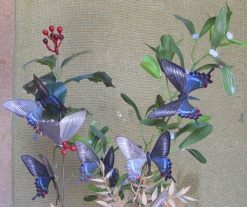 Papilio maackii femmina