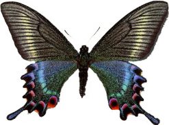 Papilio maackii femmina