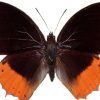 Charaxes protoclea