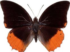 Charaxes protoclea