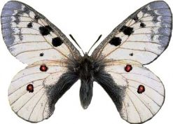 Parnassius phoebus