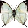 Charaxes kahldeni