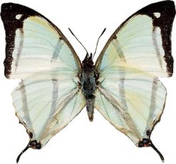 Charaxes kahldeni