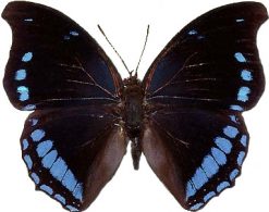 Charaxes laodice