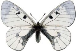 Parnassius mnemosyne