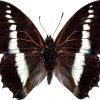 Charaxes hildelbrandti