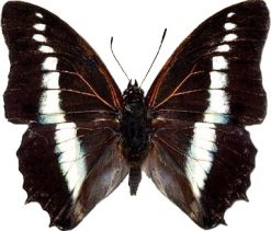 Charaxes hildelbrandti