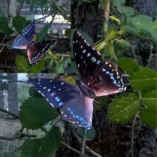 Charaxes etesipe - immagine 3