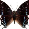 Charaxes etesipe