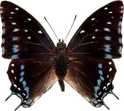 Charaxes etesipe