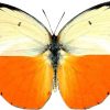 Catopsilia scylla