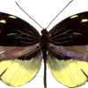 Dismorphia nemenis