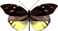 Dismorphia nemenis