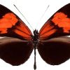 Heliconius erato