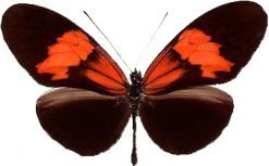 Heliconius erato