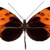 Heliconius numata