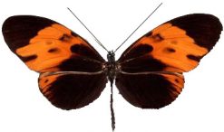 Heliconius numata