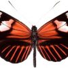 Heliconius melpomene
