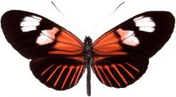 Heliconius melpomene