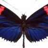 Heliconius erato