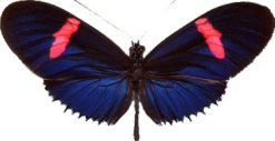 Heliconius erato