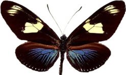 Heliconius doris