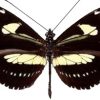 Heliconius atthis