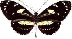 Heliconius atthis