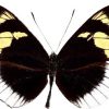 Heliconius eleuchia