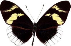 Heliconius eleuchia