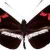 Heliconius telesiphe