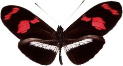 Heliconius telesiphe