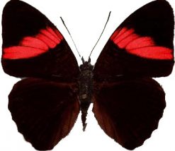 Adelpha lara