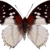 Charaxes hadrianus