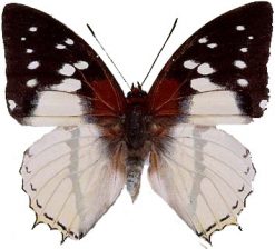 Charaxes hadrianus