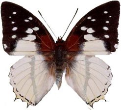 Charaxes hadrianus