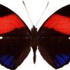 Hamadryas hypoclora