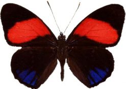 Hamadryas hypoclora
