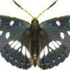 Limentis reducta