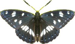 Limentis reducta