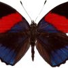 Callicore hystaspes