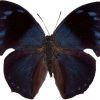 Anaea basilia