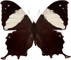 Anaea clytemnestra