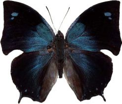 Ananea morvus philumena